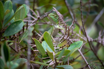Beautiful Calotes lizard in the greens - 428632691
