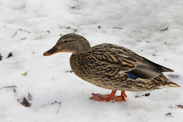 duck in snow