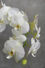 Fototapeta na wymiar white orchid flowers on the gray background