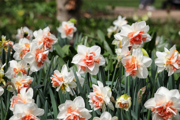Orange and white double 'Delnashaugh' daffodils in flower