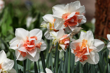 Orange and white double 'Delnashaugh' daffodils in flower