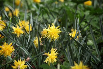 Yellow Narcissus 'Rip van Winkle' double daffodil in flower