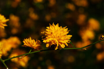 Floral background with beautiful yellow flowers on a twig
