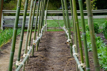 Large bamboo teepees built for the vegetable garden