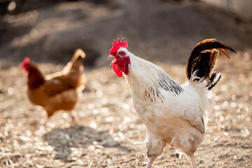 A white cock, rooster walking freely in nature in spring, male chicken bird.  