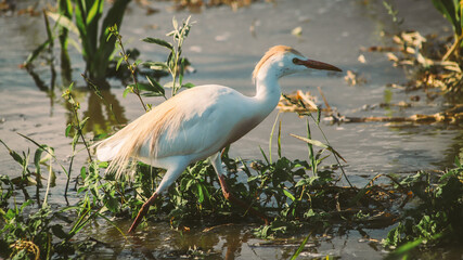 Obraz premium white heron searching for food in a flooded field in the field