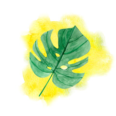 Watercolor hand-drawn green monstera leaf on yellow spot isolated on a white background. Perfect for poster, design, invitation. 