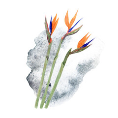 Watercolor hand-drawn Exotic Tropical Flowers on a grey spot isolated on a white background. Perfect for decor, design, textile, invitation. 