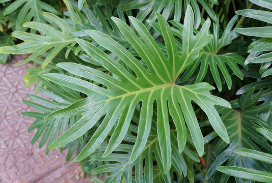 Green leaves of Philodendron Xanadu tropical plant