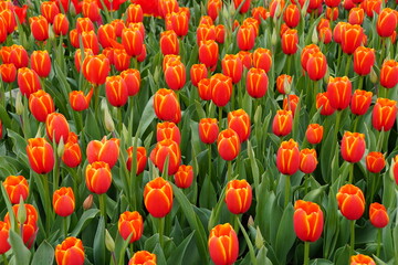 Beautiful red and yellow tulip flowers at full bloom
