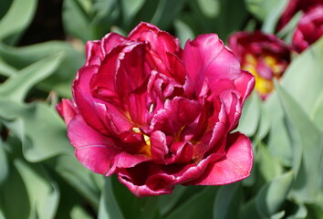 Fototapeta premium Beautiful double late tulip 'Blue Diamond' flower at full bloom