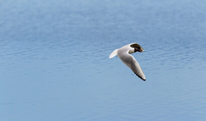 Black headed gull, Chroicocephalus ridibundus fly above water. Czech republic nature animal, landscape