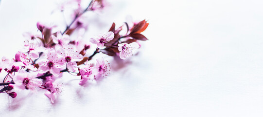 pink spring flowers on a white background for mockup, photo of delicate fresh branches with flowers, floral background for inserting text copy-space mock-up, apple blossom