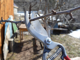 garden work for pruning the branches of fruit trees with pruning shears for a high yield