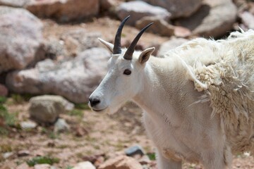 mountain goat shedding winter coat and exposing clan white fur