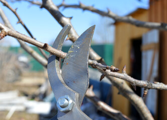 garden work for pruning the branches of fruit trees with pruning shears for a high yield