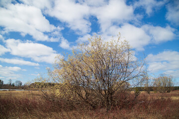 Fototapeta na wymiar Willow blooms in spring in fields with lakes . Spring flowering.