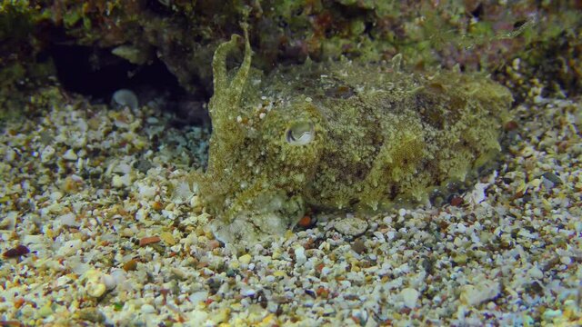 Common cuttlefish (Sepia officinalis) changes color, close-up.