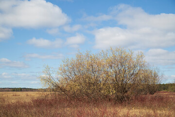 Willow blooms in spring in fields with lakes . Spring flowering.