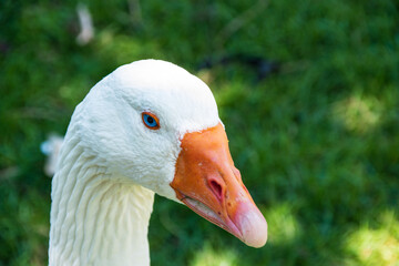 Blue Eyed Bird