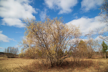 Willow blooms in spring in fields with lakes . Spring flowering.