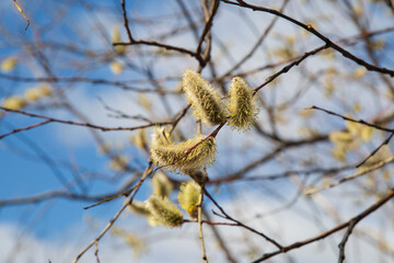 Willow blooms in spring in fields with lakes . Spring flowering.
