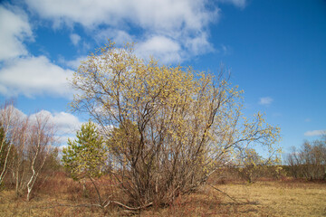 Willow blooms in spring in fields with lakes . Spring flowering.