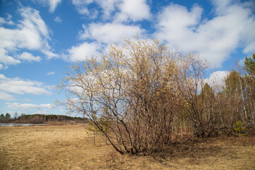 Willow blooms in spring in fields with lakes . Spring flowering.