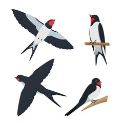 Set of swallows in different poses.