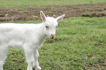 Naklejka na ściany i meble Goat on a meadow. White baby goat sniffing green grass outside at an animal sanctuary, cute and adorable little goat. Head from white goat kid.