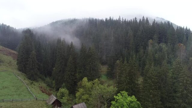 Beautiful firry forest in fog