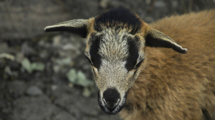 Fototapeta premium SHEEP OF THE BARRIGA NEGRA BREED, GRAZING WITH THEIR CHILDREN IN THE FIELD