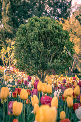 A tree among colored tulips