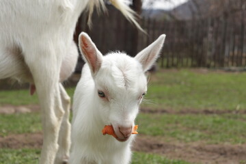 young goat eating grass