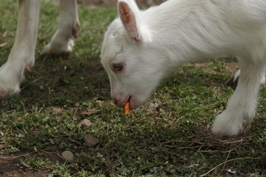 white goat on a green grass
