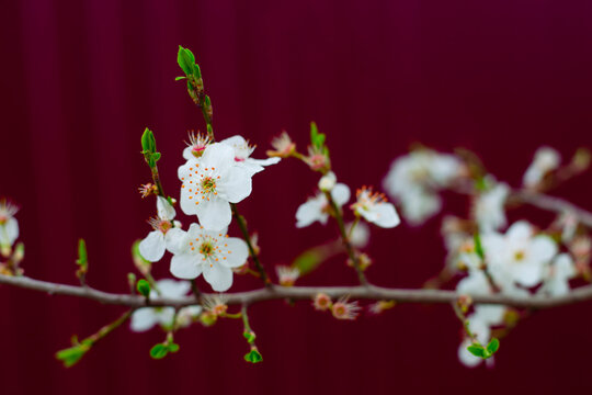 White delicate flowers and young leaves on a branch of a fruit tree on a burgundy background. Selective focus