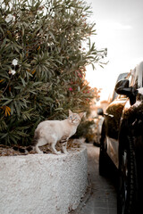 Cat
