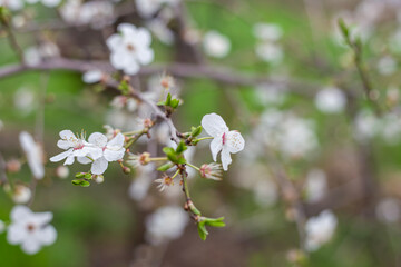 White delicate flowers and young leaves on a branch of an apple tree. Spring in the garden. Selective focus