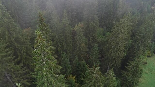 Beautiful firry forest in fog