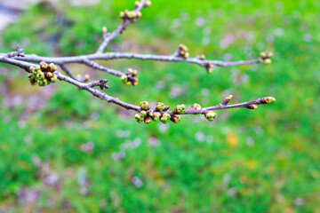A young branch of a sweet cherry with swollen buds and blossoming leaves against a background of green grass. Gardening in the spring
