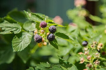 Ripe and green blackberries on a branch surrounded by green leaves