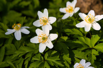 Close up view of Wood Anemone at Spring.