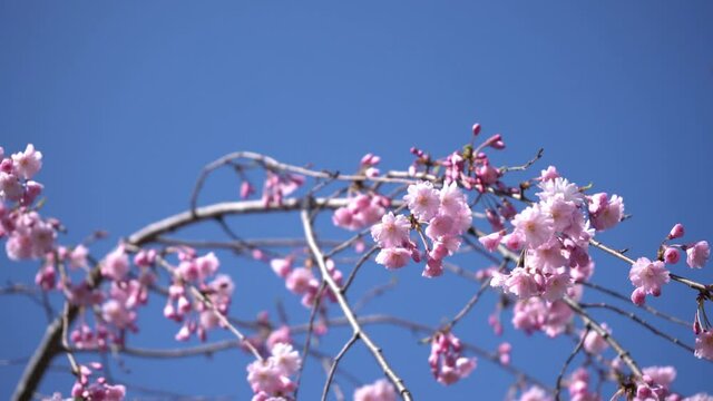Bottom up view of Japanese cherry blossom tree flowers blooming in spring - close up of Japan Sakura tree branches and flower