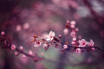 Cherry blossom. Wiosenne kwiaty na drzewach - obrazy, fototapety, plakaty