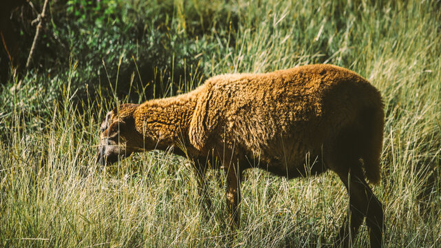 SHEEP OF THE BARRIGA NEGRA BREED, GRAZING WITH THEIR CHILDREN IN THE FIELD
