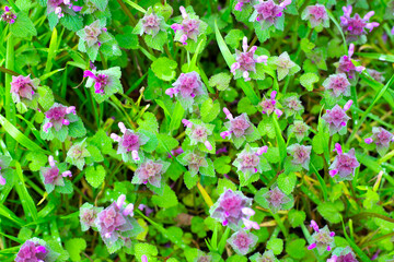 Obraz na płótnie Canvas Purple nettle flowers on a background of green grass. Spring bright background