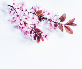pink spring flowers on a white background for mockup, photo of delicate fresh branches with flowers, floral background for inserting text copy-space mock-up, apple blossom 