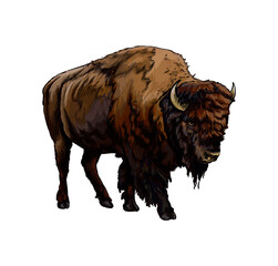 Bison, buffalo from a splash of watercolor, colored drawing, realistic. Vector illustration of paints - obrazy, fototapety, plakaty