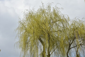 wierzba na wiosnę © drlmk