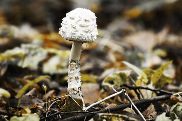 White poisonous mushroom in the autumn forest